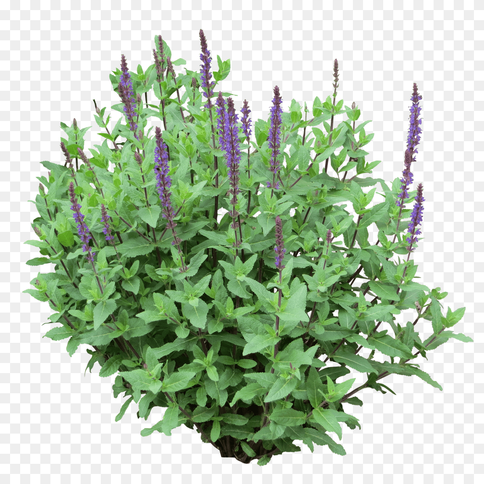 Flower Plants Clip Royalty Purple Bush Free Transparent Png