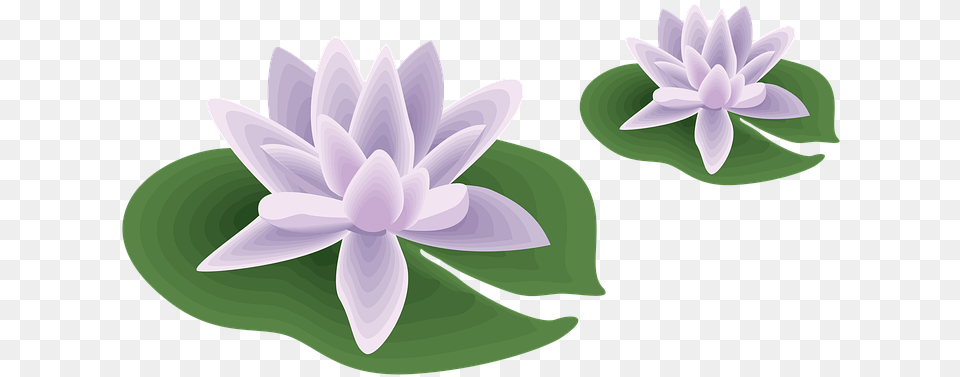 Flower Pool Water Natural Outdoor Garden Plant Well Designed Document Example, Lily, Dahlia, Pond Lily, Petal Png Image