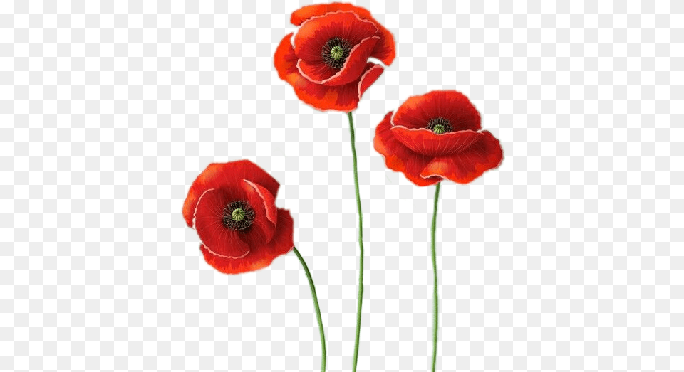 Flower Poppy Images Download, Plant Free Png