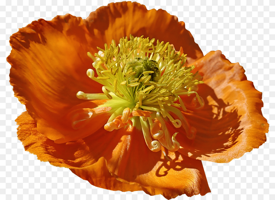 Flower Poppy Macro Pollen Corn Poppy, Plant, Petal, Rose, Anther Free Png