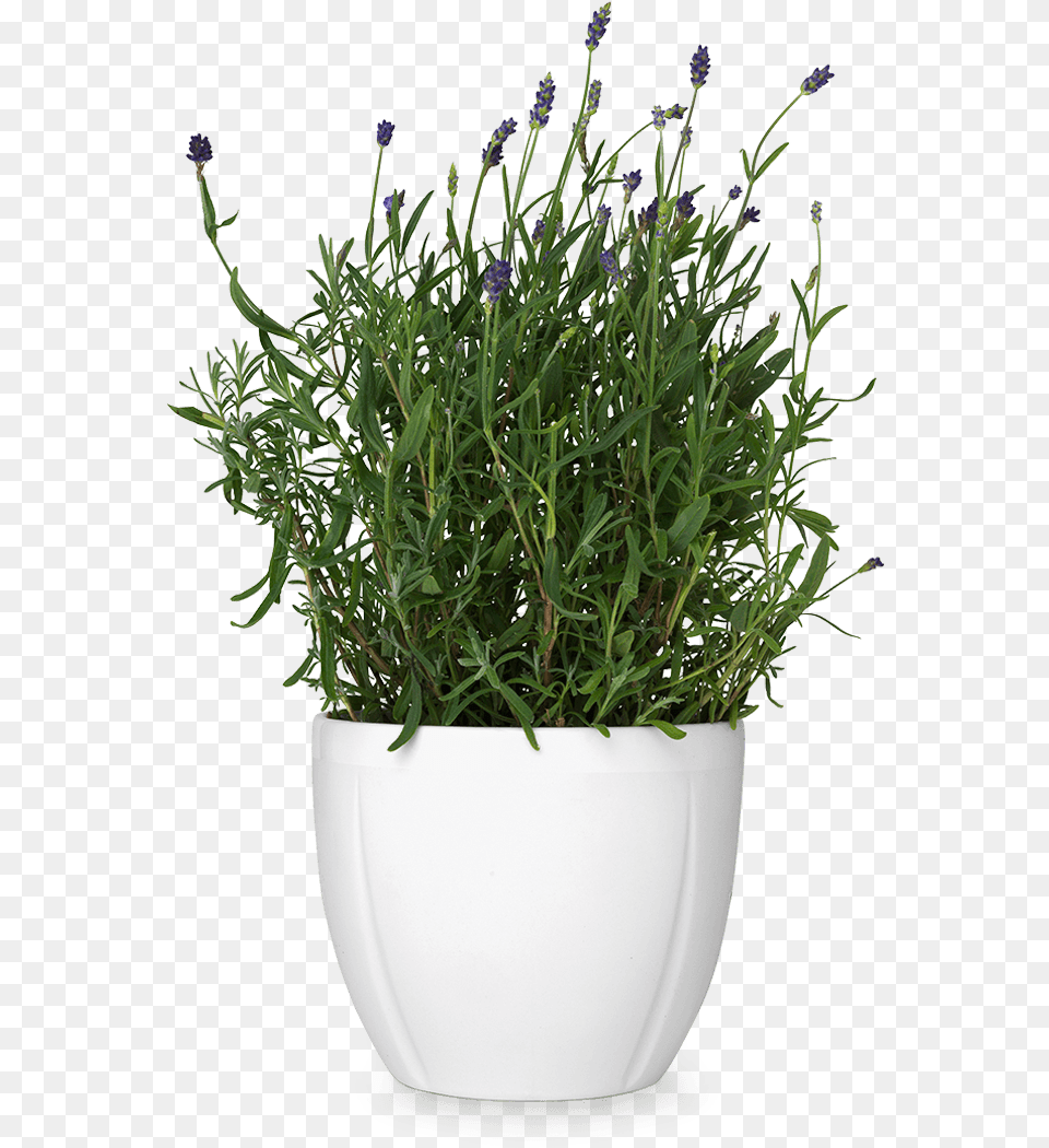 Flower Pot Flower Pot Flower Plant Pot, Herbal, Herbs, Potted Plant, Lavender Free Png