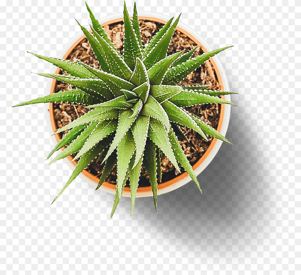 Flower Pot From Top, Aloe, Plant Png Image