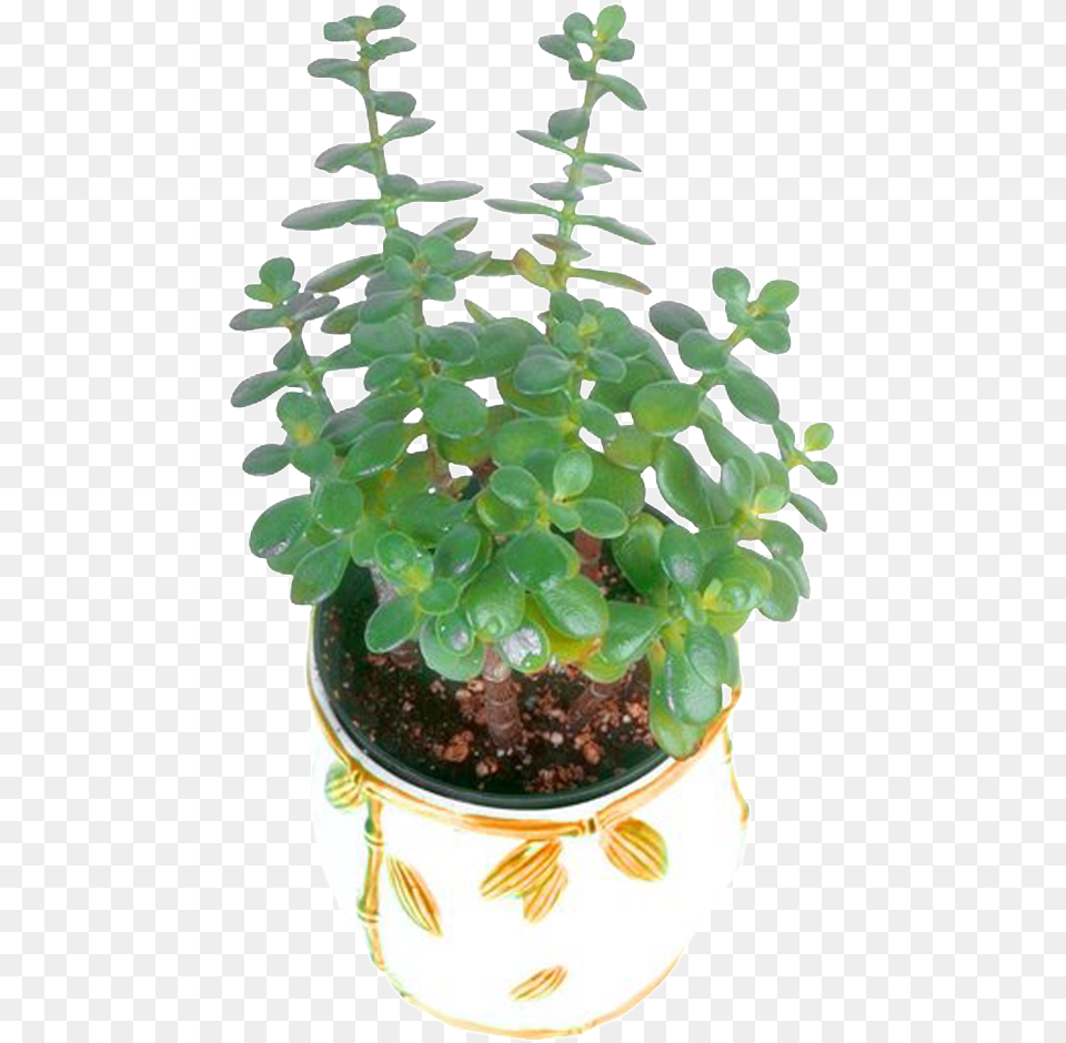 Flower Pot Green Plant Houseplant, Vase, Pottery, Potted Plant, Planter Free Png