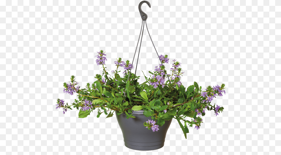 Flower Pot Plant, Flower Arrangement, Potted Plant, Geranium, Herbal Free Png Download