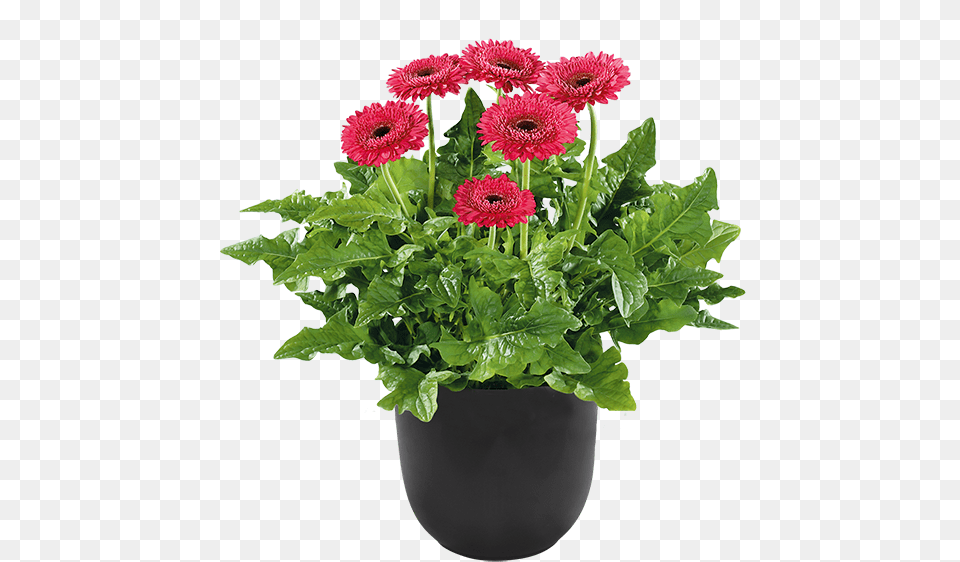 Flower Pot Plants, Dahlia, Daisy, Flower Arrangement, Flower Bouquet Free Png