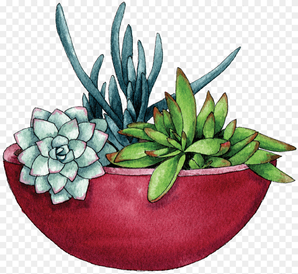 Flower Pot Succulent Bowl Vippng Succulents In Bowl Illustration Png