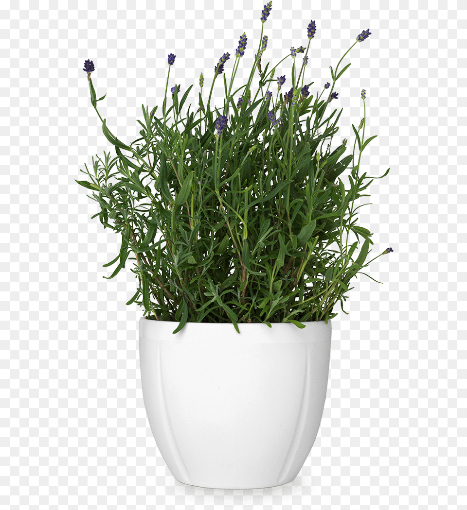 Flower Pot Transparent Potpng Images Pluspng Transparent Background Flower Pot, Herbal, Herbs, Plant, Potted Plant Png Image
