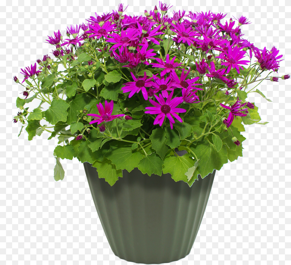 Flower Pot Potpng Pluspng Flowers In Pots, Flower Arrangement, Flower Bouquet, Geranium, Plant Free Transparent Png