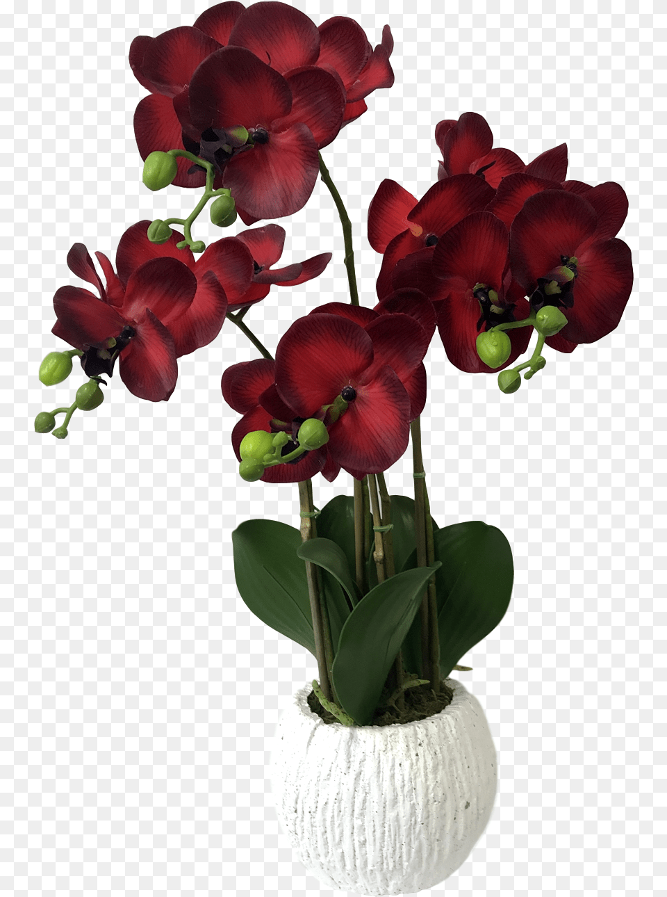 Flower Pots, Flower Arrangement, Geranium, Plant, Flower Bouquet Png Image