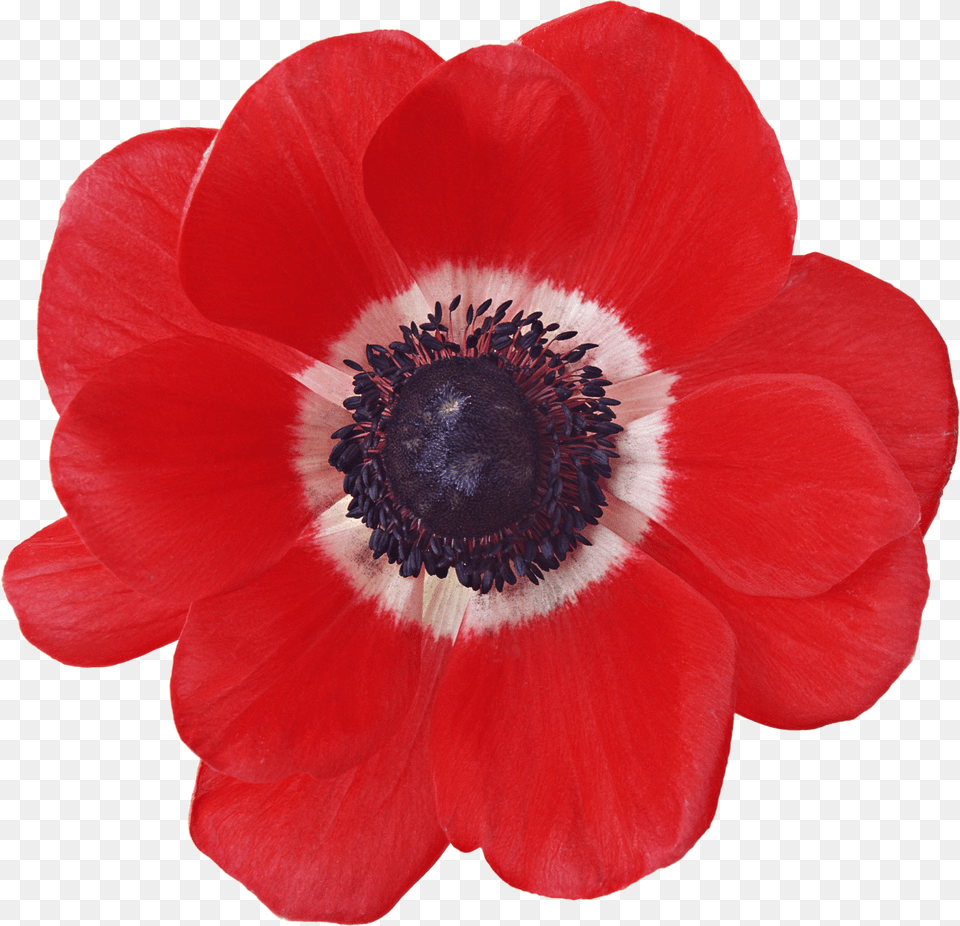 Flower Prints Red Poppies Chalk Art Flowers Floral, Anemone, Plant, Rose, Poppy Png