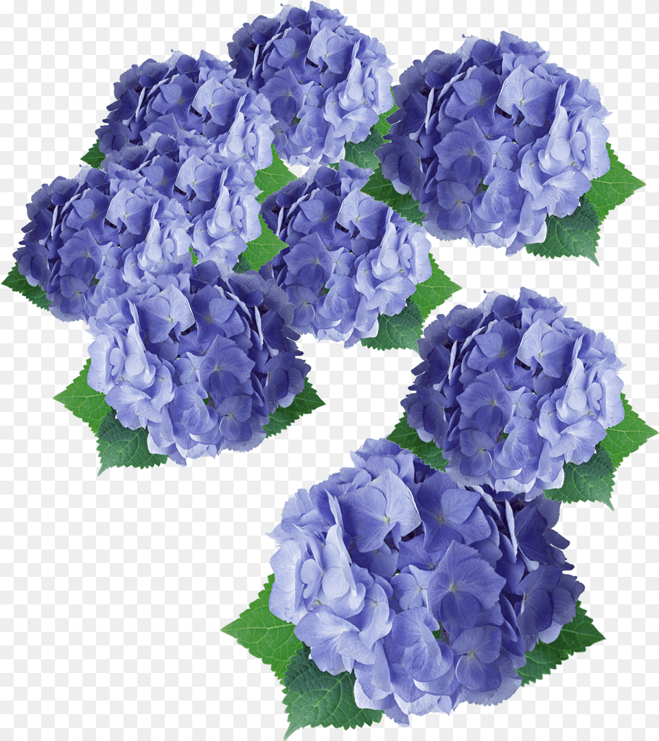 Flower Purple Hydrangea Floral Design Flower, Geranium, Plant, Petal, Carnation Free Transparent Png