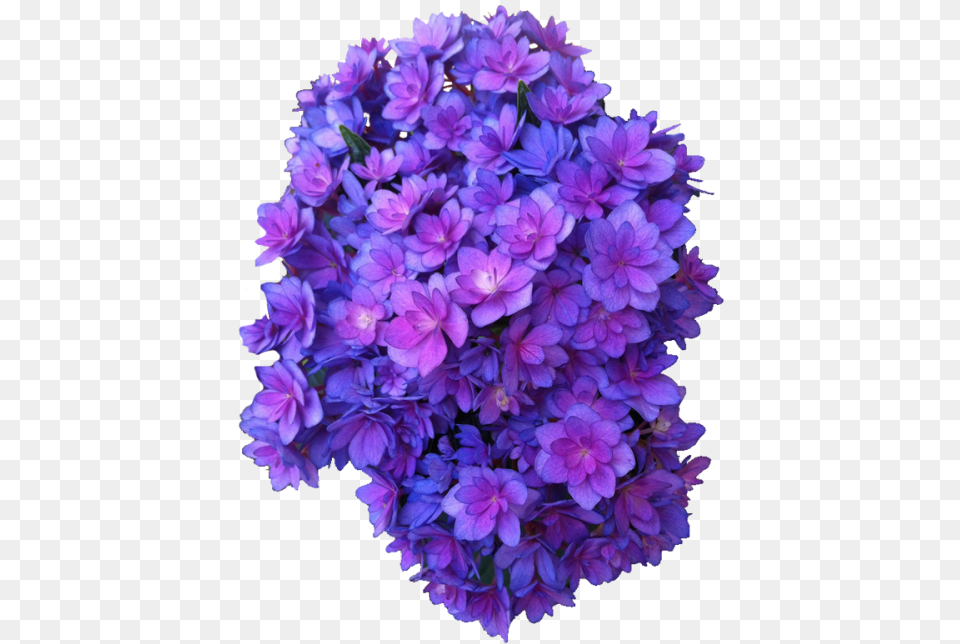 Flower Purple Multi Transparent Hydrangea Purple Flower, Flower Arrangement, Flower Bouquet, Geranium, Plant Png Image