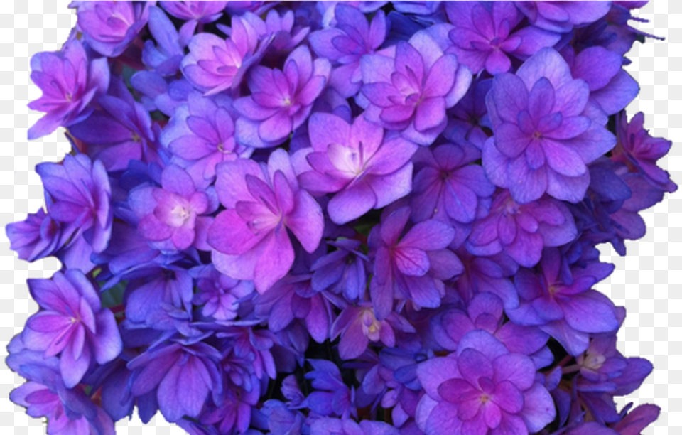Flower Purple Multi Transparent Hydrangea Transparent Flowers Transparent Background Purple, Geranium, Plant, Petal Free Png