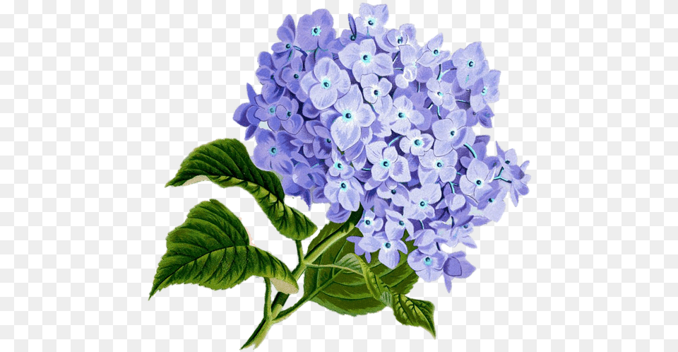 Flower Purple Plan Pretty Vintage Composition Blue Hydrangea Flowers Tile Coaster, Plant, Geranium, Lilac Png Image