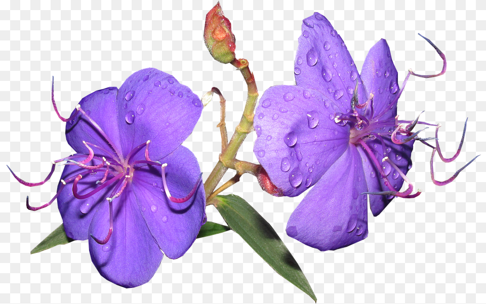 Flower Purple Rain Drops Shrub Garden Melastome Family, Geranium, Plant, Pollen, Acanthaceae Free Transparent Png