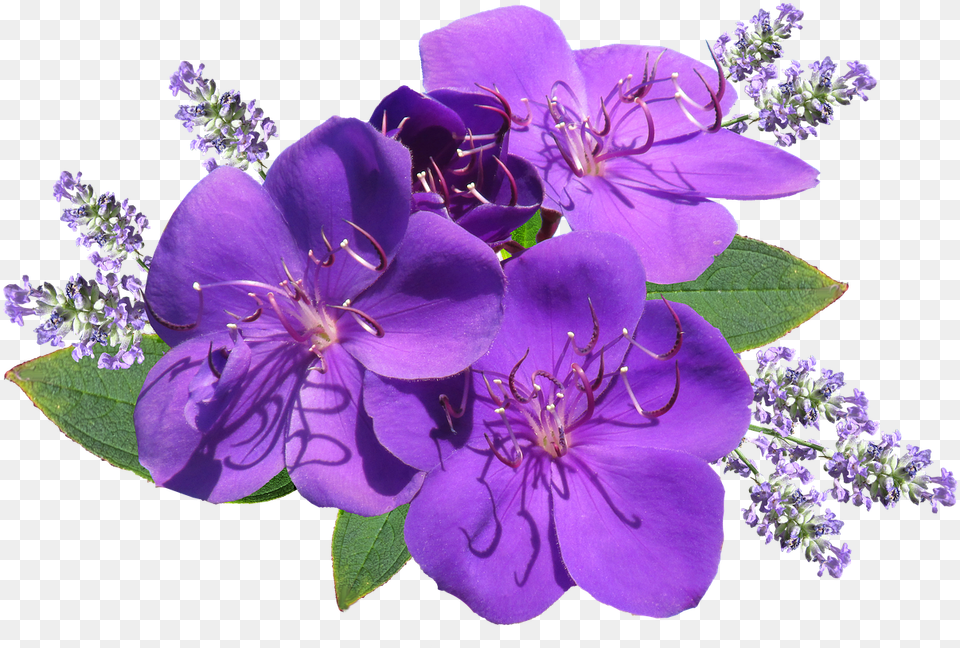 Flower Purple With Lavender, Geranium, Plant, Pollen Free Transparent Png