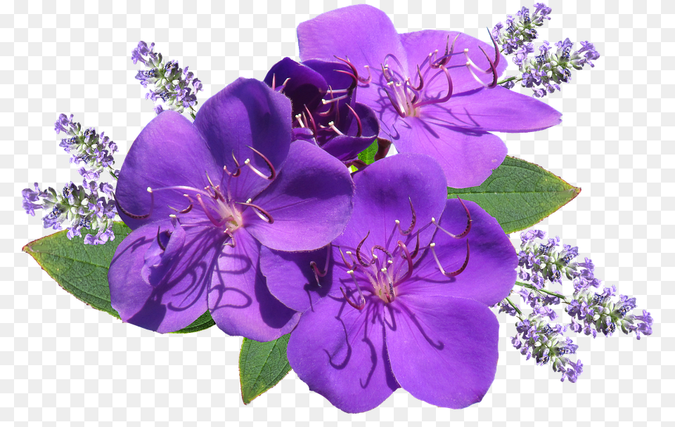Flower Purple With Lavender Lavender Flower Hd, Geranium, Plant, Pollen Free Transparent Png