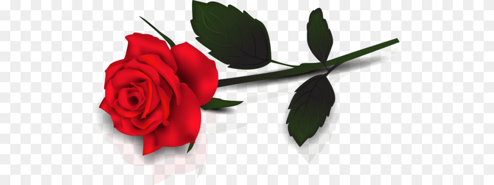 Flower Red Rose, Plant, Appliance, Ceiling Fan, Device Free Png