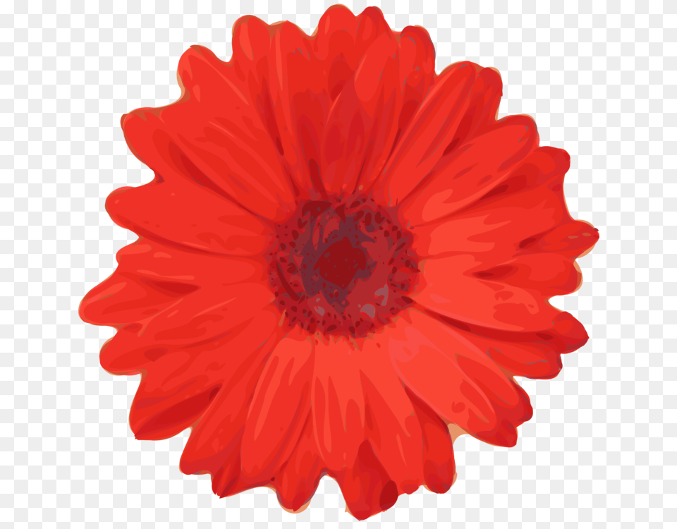 Flower Red Rose Common Daisy Petal, Plant, Dahlia, Anemone Png Image