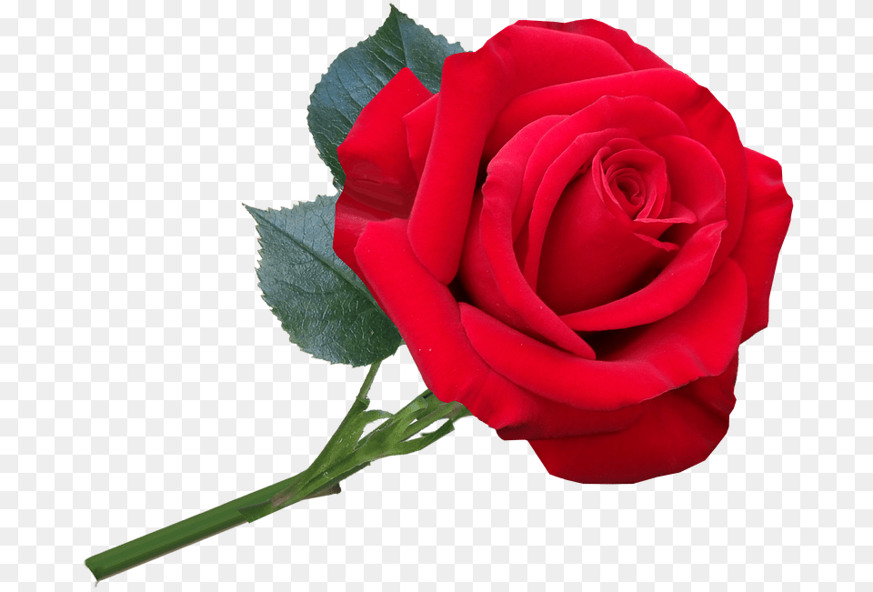 Flower Red Rose Fragrant Romantic Cut Out Floribunda, Plant Free Transparent Png