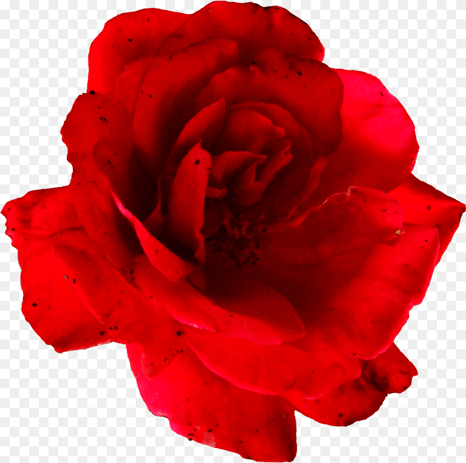 Flower Red Rose Image Transparent Rose, Petal, Plant, Geranium Free Png