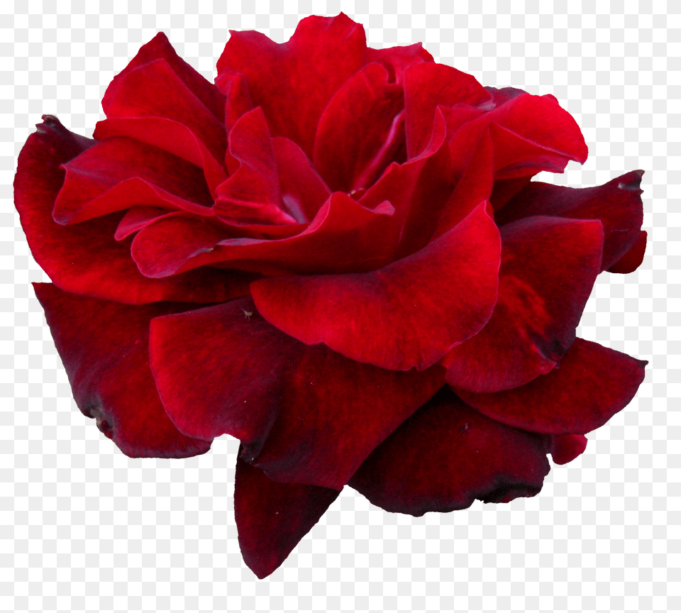 Flower Red Rose Transparent Rose Bud, Petal, Plant, Geranium Png Image