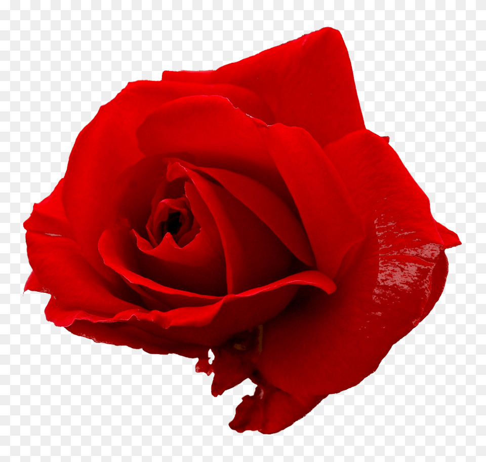 Flower Red Rose Image Transparent Transparent Red Rose, Plant, Petal Png