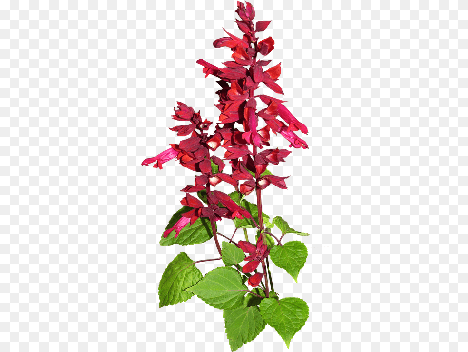 Flower Red Stem Plant Garden Smoking Cessation, Acanthaceae Png