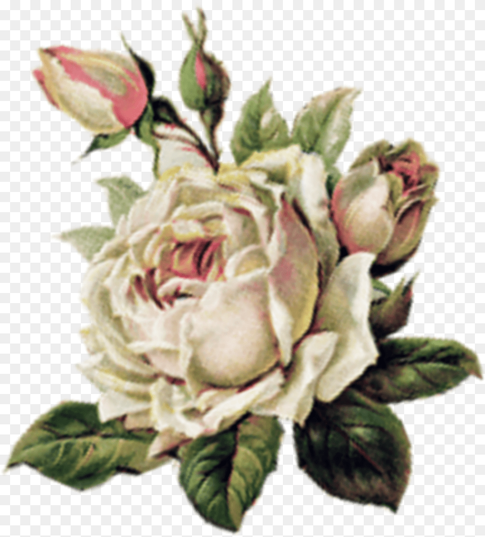 Flower Renaissance Portable Network Graphics, Rose, Plant, Flower Arrangement, Flower Bouquet Free Png