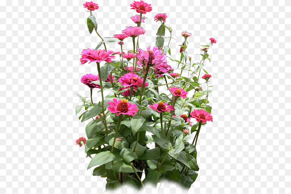 Flower Rg Designs Common Zinnia, Dahlia, Geranium, Plant, Flower Arrangement Png Image