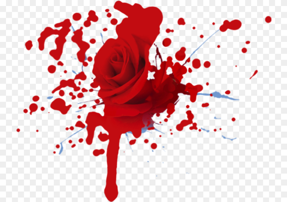 Flower Rose Blood Bleeding Hurt Hurted Weeping Rose With Blood, Plant Free Png