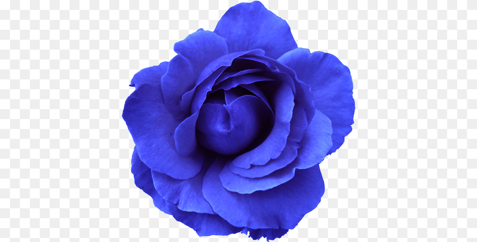 Flower Rose Blue No Back Images Vector Flowers On A Transparent Background, Plant Png