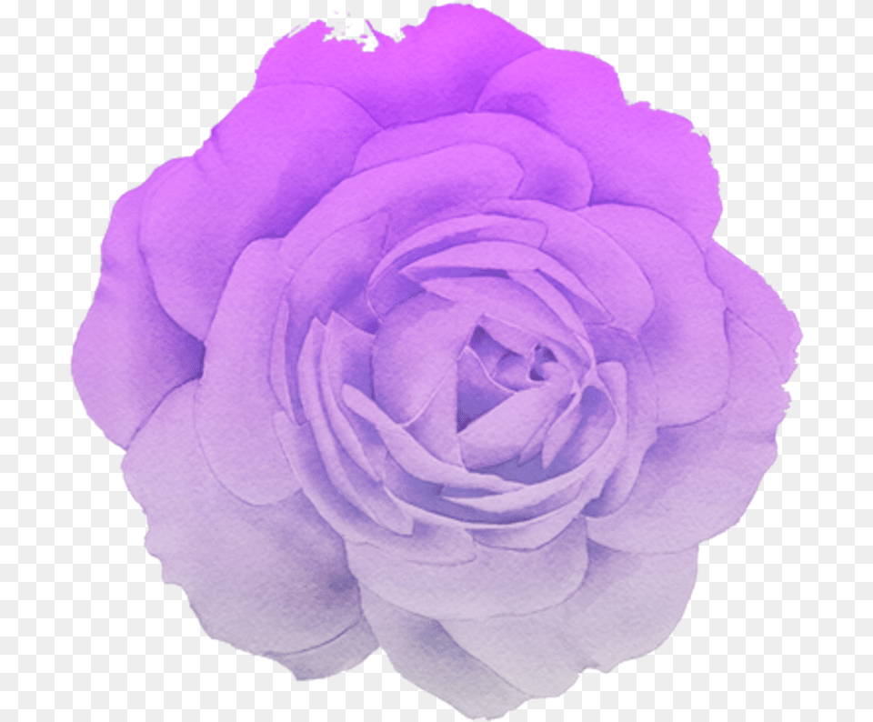 Flower Rose Blume Purple Pastel Pink White Trend Aesthetic Purple Flower, Plant, Petal, Geranium Free Png Download
