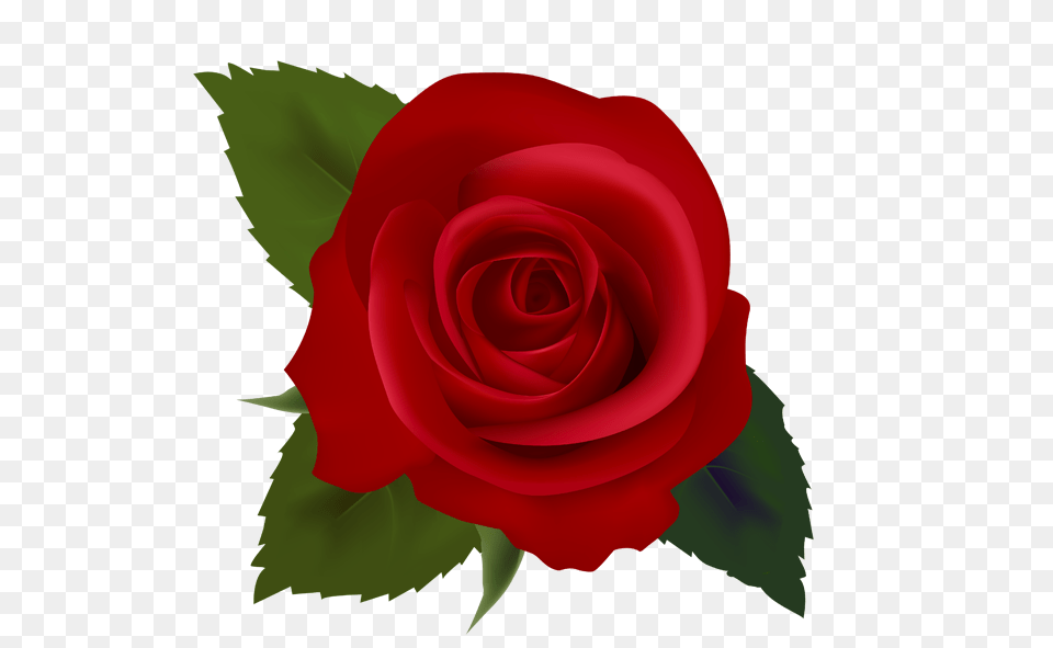 Flower Rose Clip Art Clipart, Plant Free Png