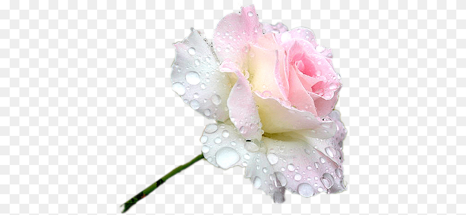 Flower Rose Dewdrops Freetoedit Freetoedit Ek Is Lief Vir Jou My Dogter, Plant, Petal Free Png Download