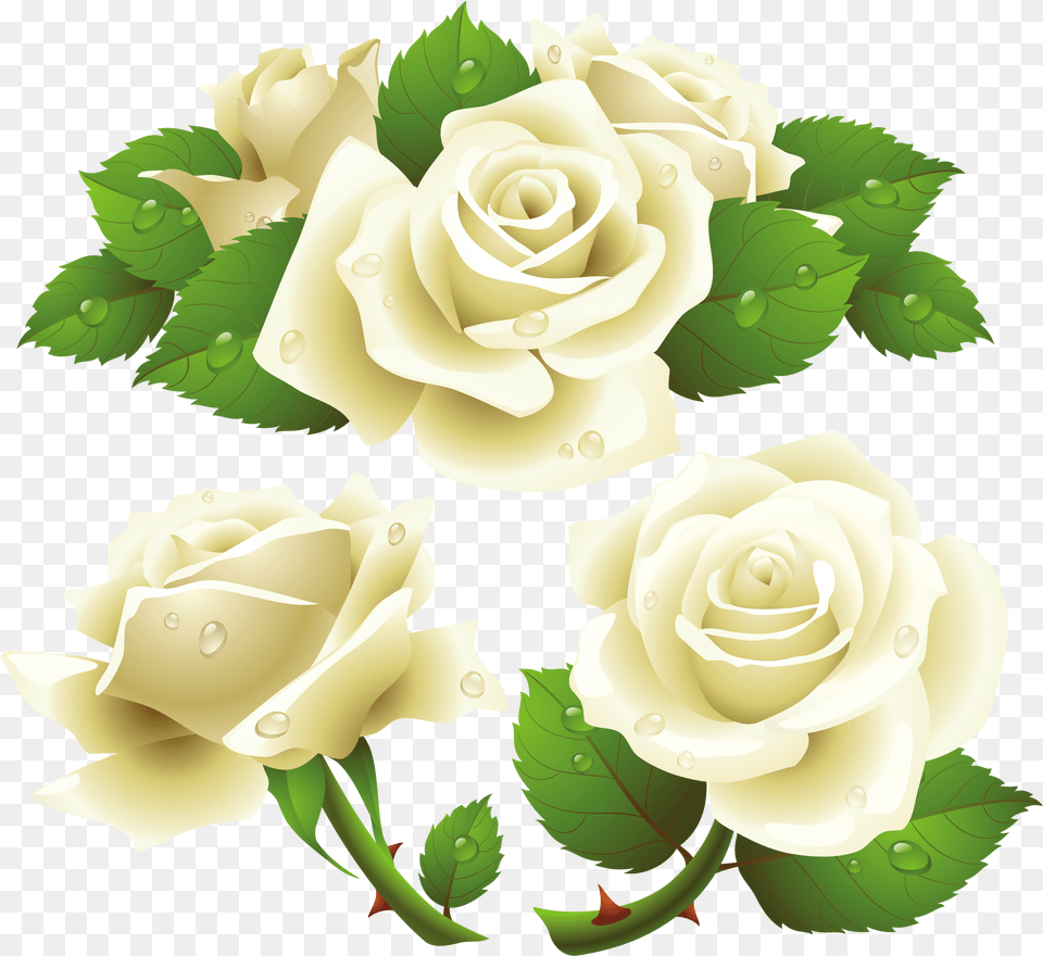 Flower Rose Garden Roses Rose Family Transparent Background White Rose, Plant Free Png Download