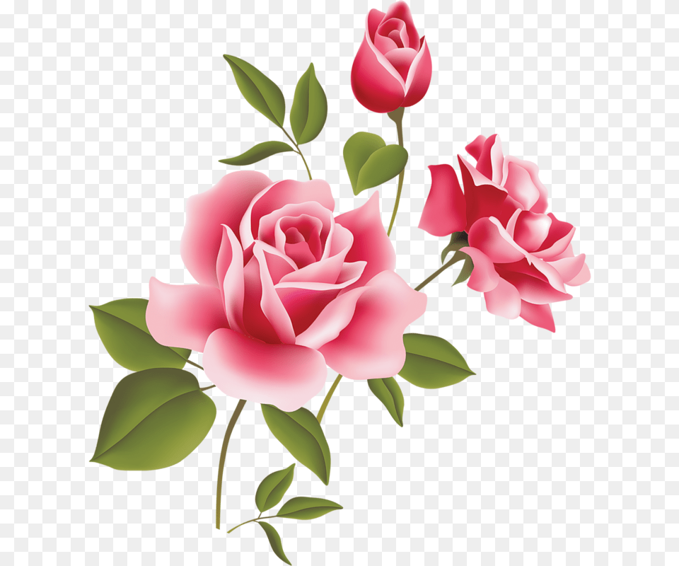 Flower Rose Pink Three Vector Pink Rose Clipart, Plant, Petal Free Png