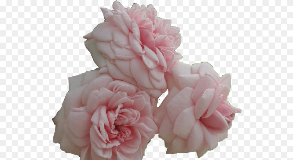 Flower Rose Pretty Pink Aesthetic Japan Roses Hybrid Tea Rose, Geranium, Plant, Petal, Carnation Free Png