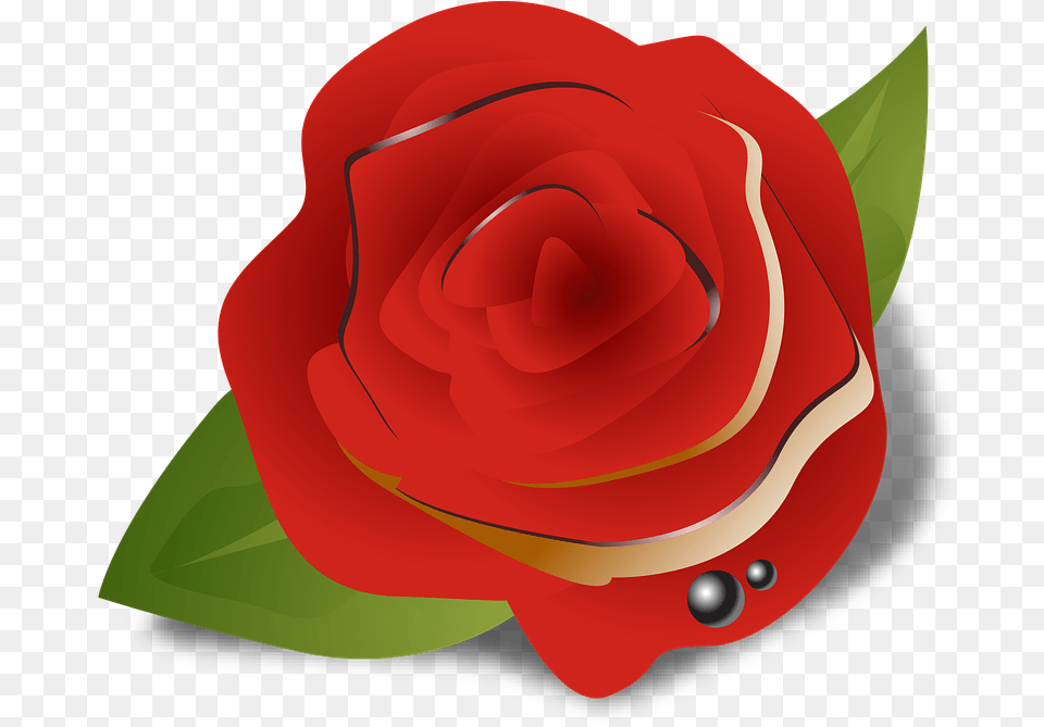 Flower Rose Red Ghulab Colour Garden Roses, Plant Free Transparent Png