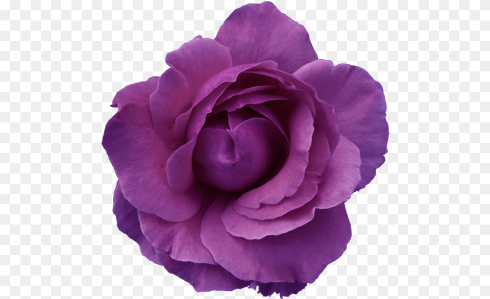 Flower Rose Red Purple Transparent Images At Clker Pink Flower Transparent Background, Plant, Petal, Geranium Free Png Download