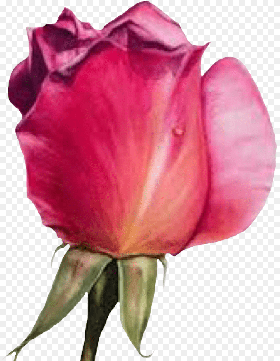 Flower Rosebud Rose Freetoedit Pink Rose Painting In Watercolor By Maria Raczynska, Petal, Plant, Person Free Transparent Png