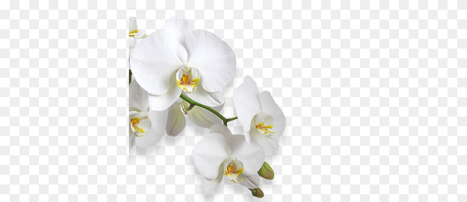 Flower Rouwkaart Voorbeeld, Orchid, Plant Free Transparent Png