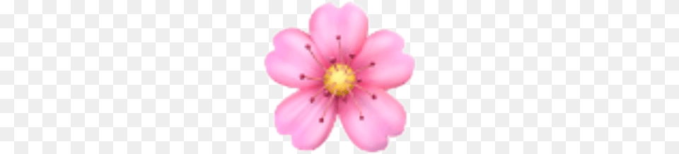 Flower Sakura Emoji Emojis Rose Sticker Ios Iphone, Anemone, Anther, Petal, Plant Free Transparent Png