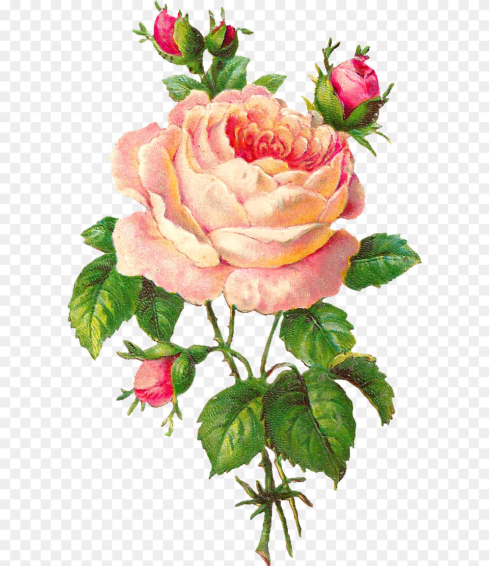 Flower Scrapbooking Pink Rose With Buds Flower Vintage Clip Art, Plant, Petal, Flower Arrangement, Flower Bouquet Free Transparent Png