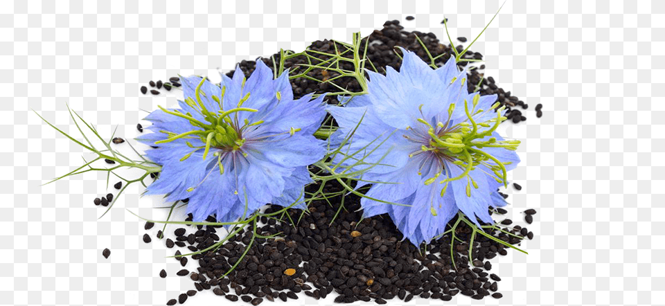 Flower Seed Black Seed Flower, Flax, Plant, Anther, Petal Free Png