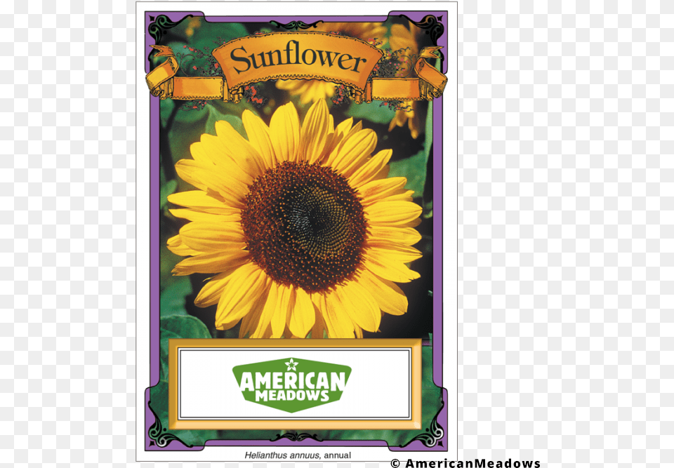 Flower Seeds In A Package, Plant, Sunflower Free Png Download