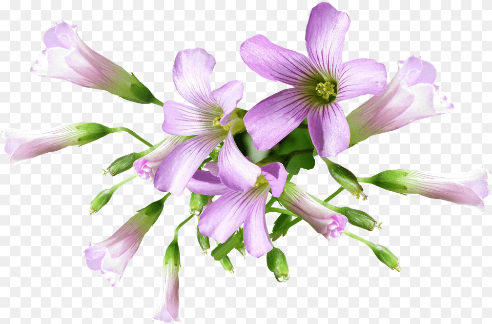 Flower Shamrock Plant Photo On Pixabay Shamrock Flower, Geranium, Petal, Acanthaceae Png