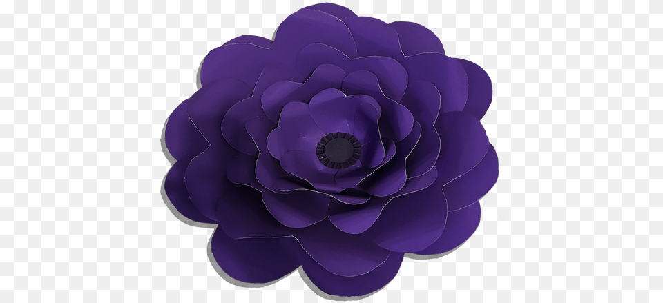 Flower Shaped Reef For The Purplr Lover In You Dahlia, Plant, Geranium, Rose Png