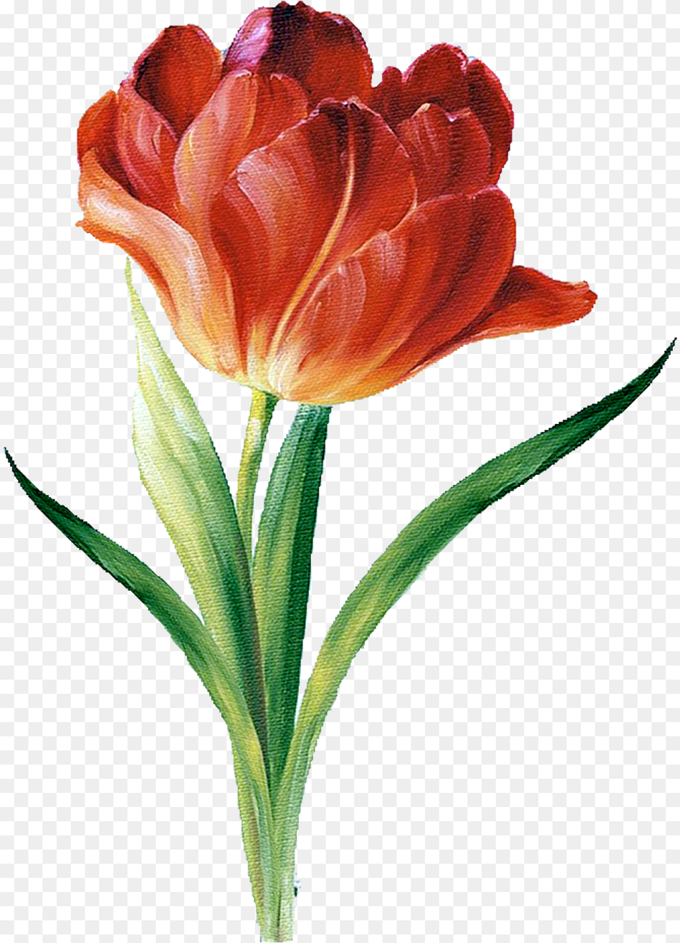 Flower Silhouette Botanical Illustration Botanical Flower Illustration, Petal, Plant, Tulip, Rose Png Image