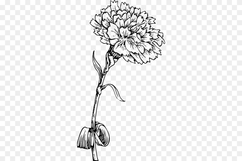 Flower Sketch Carnation Flower Coloring Page, Art, Drawing, Plant Free Png